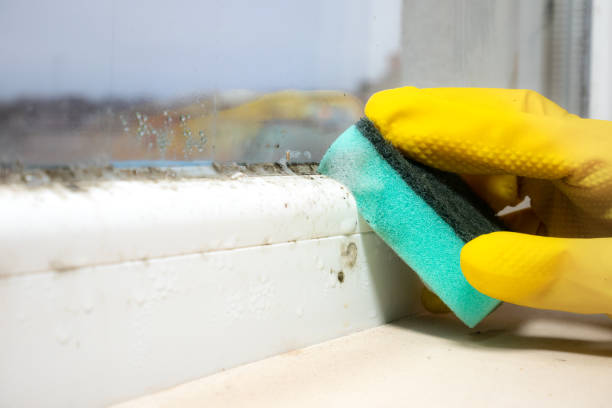 Why You Should Choose Our Mold Remediation Services in Edmonton, KY